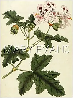 Clammy: PELARGONIUM GLUTINOSUM