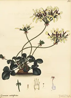 Botanical Artist: Pelargonium heterophyllum