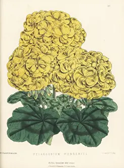 Pelargonium: Pelargonium hybrid, Wonderful