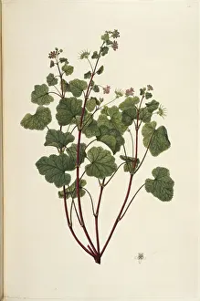 Geranium: Pelargonium inodorum, scentless geranium