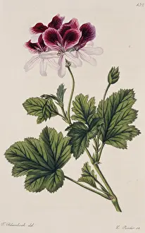 Geranium: Pelargonium klierianum, geranium
