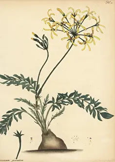 Francis Masson: Pelargonium pinnatum