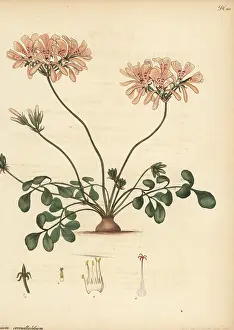 George Hibbert: Pelargonium pinnatum