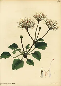Volume 1: Pelargonium punctatum