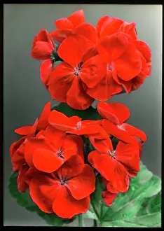 Malby: Pelargonium Sir Thomas Hanbury