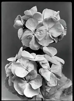 Malby: Pelargonium Sir Thomas Hanbury