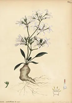George Hibbert: Pelargonium undulatum
