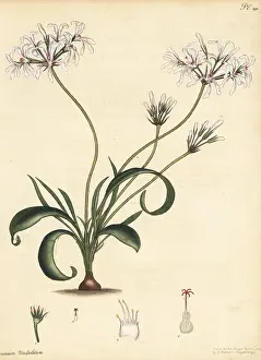George Hibbert: Pelargonium undulatum