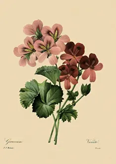Hybrid: Pelargonium x daveyanum