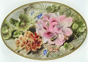 Duffield: Pelargoniums with Forget-me-not
