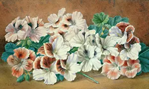 Collier: Pelargoniums (white and pink)
