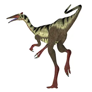 Limbs: Pelecanimimus dinosaur on white background