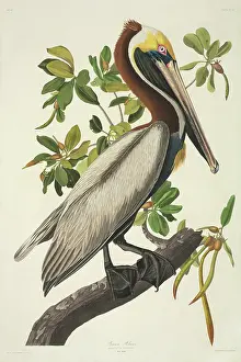 Pelican: Pelecanus occidentalis, brown pelican