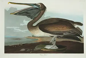 Pelican: Pelecanus occidentalis, brown pelican