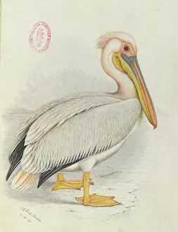Pelican: Pelecanus onocrotalus, Great white pelican