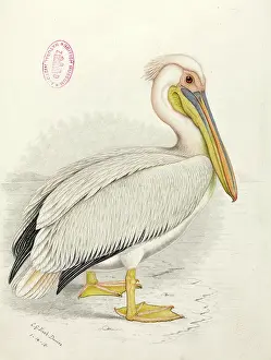 Webbed: Pelecanus onocrotalus, great white pelican
