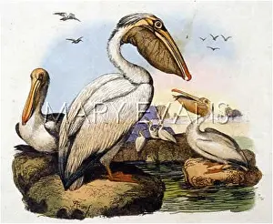 Onocrotalus: PELICAN