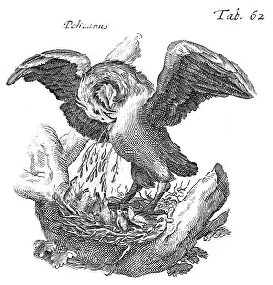Donor: PELICAN BLOOD DONOR