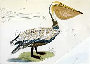 Onocrotalus: PELICAN (EARLY C19)