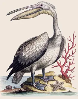 Pics: Pelican, Pelecanus onocrotalus