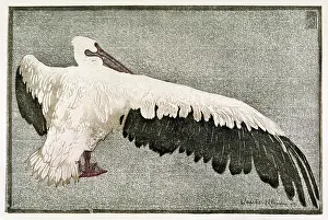Outspread: Pelican with Spread Wing