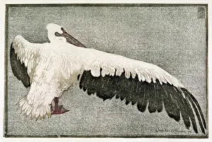 Outspread: Pelican with Spread Wing