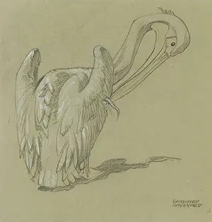 Pelican: Pelican Studies