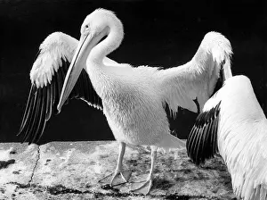 Pelicans: PELICANS