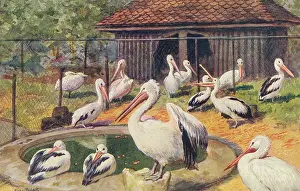Pelicans: Pelicans at London Zoo
