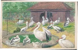 Pelicans: Pelicans at London Zoo