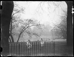 Pelicans: PELICANS IN THE PARK