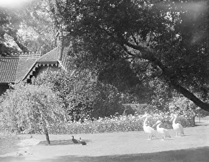 Pelicans: PELICANS IN THE PARK