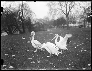 Pelicans: Pelicans in the Park