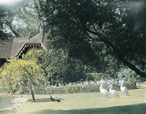 Pelicans: PELICANS IN THE PARK