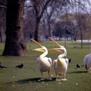 Pelican: Two pelicans in a park
