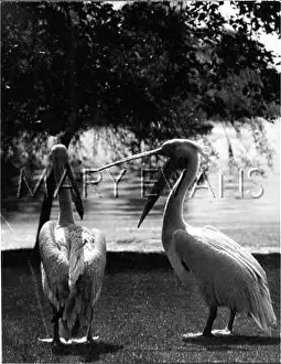 Pelicans: PELICANS/ST JAMES PARK