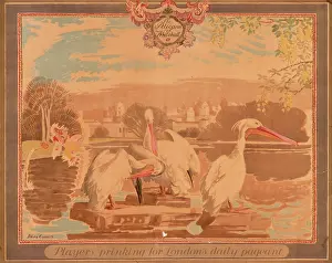 Jamess: The Pelicans of Whitehall