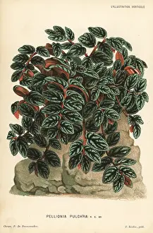 Repens: Pellionia repens foliage plant