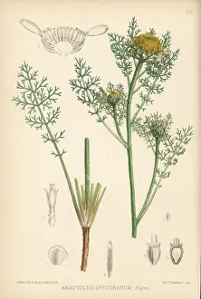 Officinarum: Pellitory, Anacyclus pyrethrum