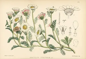 Hanhart: Pellitory of Spain, Anacyclus pyrethrum