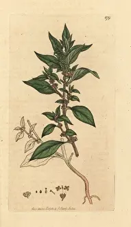 Parietaria: Pellitory of the wall, Parietaria officinalis