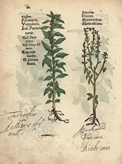 Lonicer: Pellitory of the wall, Parietaria officinalis