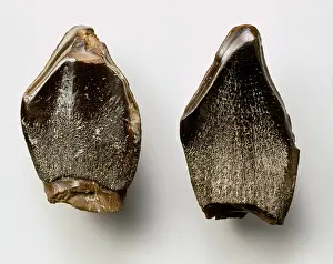 Sauropoda: Pelorosaurus teeth