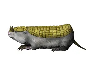 Paleogene: Peltephilus is a xenarthran mammal from the Miocene epoch
