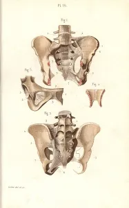 Pelvis: Pelvis front and back