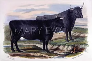 Ackland: PEMBROKE CATTLE