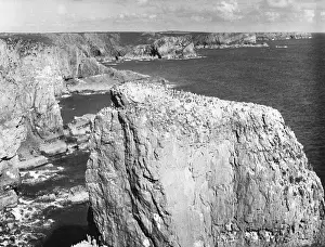 Guillemots: PEMBROKESHIRE COASTLINE