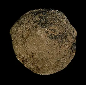 Spitzbergen: Pemmatites, lithistid sponge