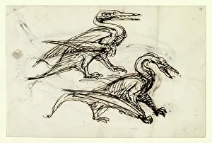 Archosauria: Pen & ink sketch of pterodactyl