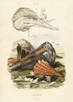 Critically Endangered: Pen shells or fan mussels